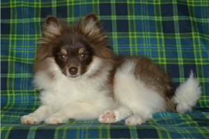 Trooper - Pomeranian for sale