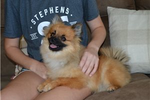 Alto - Pomeranian for sale