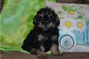 Scottie - Poodle, Miniature for sale