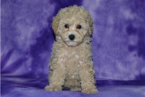 Evelyn - Poodle, Miniature for sale