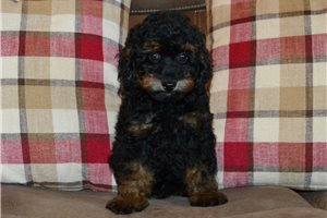 Benson - Miniature Poodle for sale