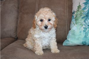 Sydney - Poodle, Miniature for sale
