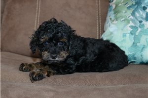 Samara - puppy for sale