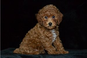 Zariah - puppy for sale