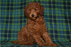 Samuel - Poodle, Miniature for sale
