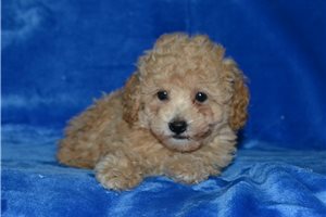 Bloom - Poodle, Miniature for sale