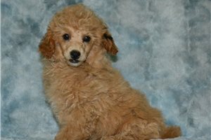 Murdock - Miniature Poodle for sale