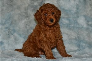 Samuel - Poodle, Miniature for sale