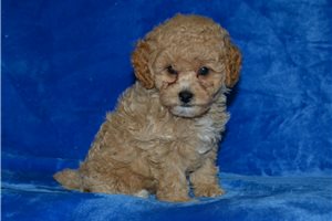 Ezra - Poodle, Miniature for sale