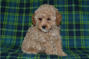Ezekiel - puppy for sale