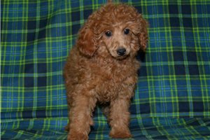 Zeus - puppy for sale