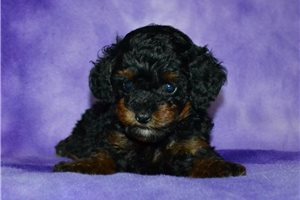Bliss - Poodle, Miniature for sale