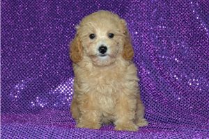 Bloom - Miniature Poodle for sale