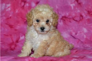 Blondie - Poodle, Miniature for sale