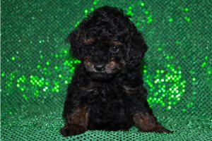 Benson - Poodle, Miniature for sale