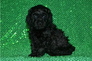 Sunny - Poodle, Miniature for sale