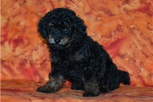 Benson - Miniature Poodle for sale