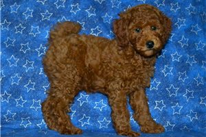 Samuel - Poodle, Miniature for sale