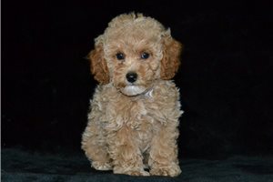 Ezekiel - Poodle, Miniature for sale