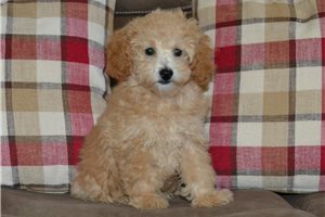 Bloom - Miniature Poodle for sale