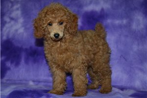 Zoey - Poodle, Miniature for sale