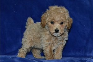 Maria - Miniature Poodle for sale