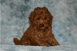 Chet - Poodle, Miniature for sale