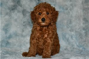 Snickers - Poodle, Miniature for sale
