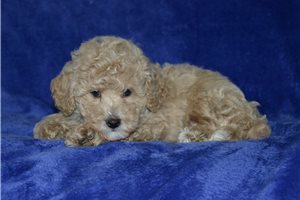 Ewan - Poodle, Miniature for sale