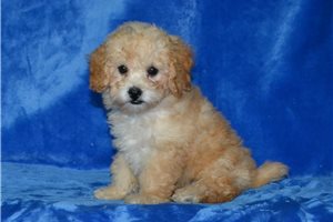 Blondie - puppy for sale
