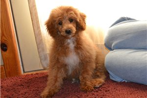 Carlton - Poodle, Miniature for sale