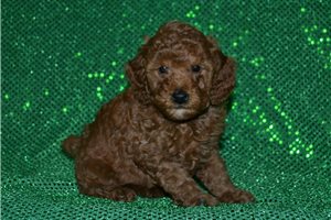 Snickers - Poodle, Miniature for sale