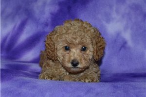 Evie - puppy for sale