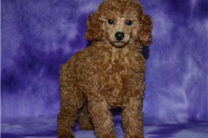 Zinnia - puppy for sale