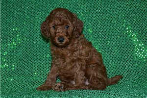 Samuel - Poodle, Miniature for sale