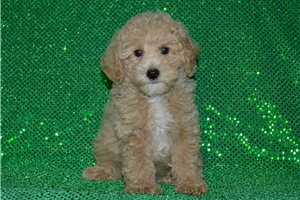 Ewan - Poodle, Miniature for sale