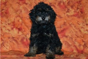 Benson - Miniature Poodle for sale
