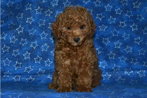 Carson - puppy for sale