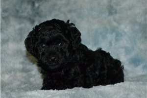 Maverick - Poodle, Miniature for sale
