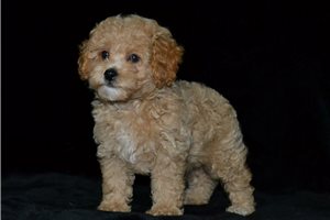 Ezra - Poodle, Miniature for sale