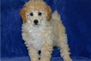Melvin - puppy for sale