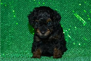 Benson - Poodle, Miniature for sale