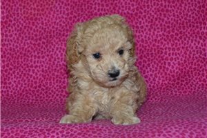 Bloom - Poodle, Miniature for sale