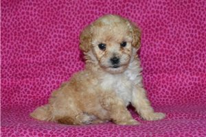 Blondie - Poodle, Miniature for sale