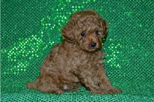 Harlow - Poodle, Toy for sale