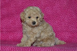 Katrina - Poodle, Toy for sale