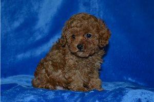 Ollie - Toy Poodle for sale