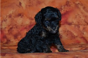 Bliss - Poodle, Miniature for sale