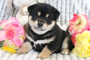 Tino - Shiba Inu for sale