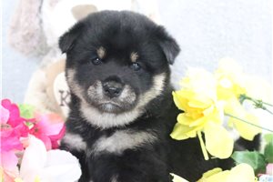 Tara - Shiba Inu for sale